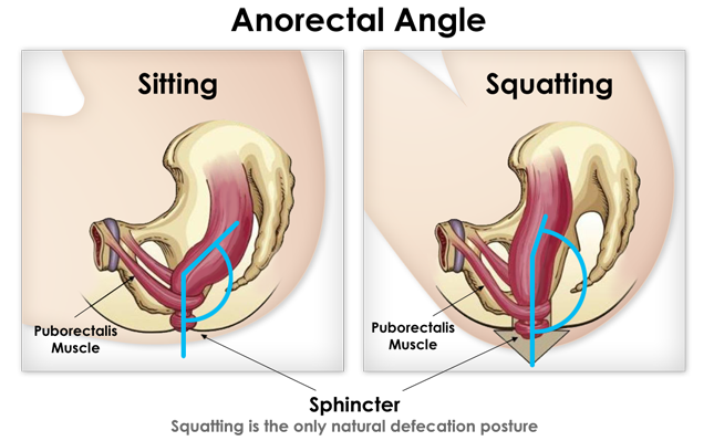 The Importance of Pooping Posture!