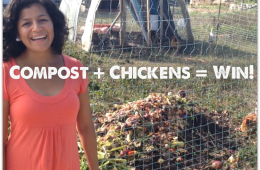 compost and chickens