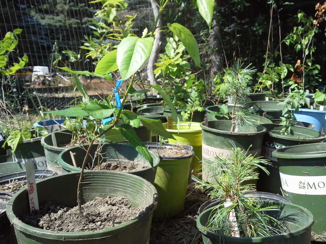 Plant Nursery Trees, Shrubs, & Herbs Realize Permaculture Homestead