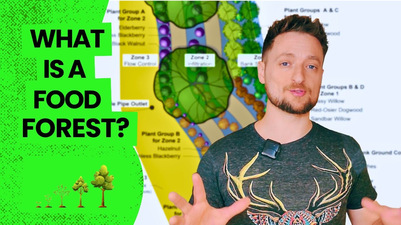 What is a Food Forest – And Why They Matter [Video]