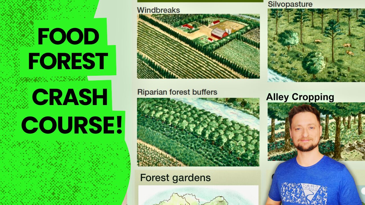 Food Forest Crash Course – The Simple Blueprint I Wish I’d Started With