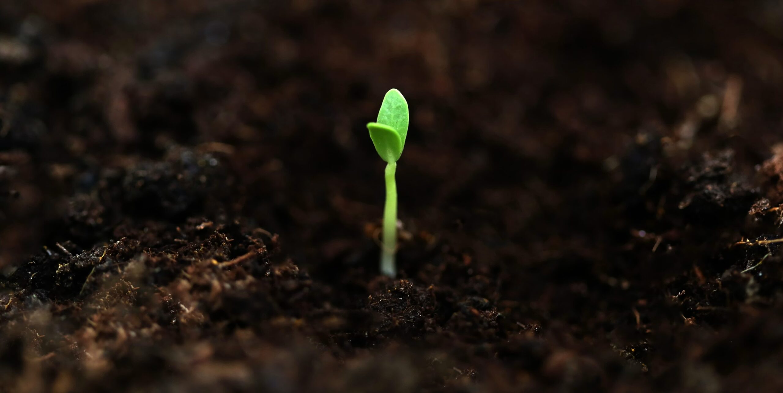 To Grow, to Go On – Poem