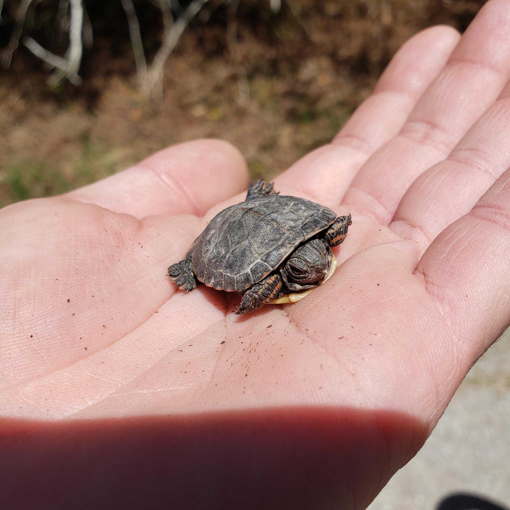 Baby Turtle Adventures – Poem